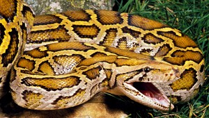 Šok! Dcérku (2) začal v postieľke obkrúcať pytón