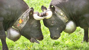 Hoteliér žaluje majiteľov kráv. Zvonce a ich cengot mu kazia zisk