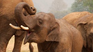 Nádherné stretnutie lásky: Slonia mama objíma svoje dieťa po rokoch odlúčenia