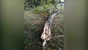 Náhoda a nešťastie: Tvrdí samospráva v prípade smrti päťročného chlapca, ktorého zabil strom