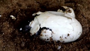 VIDEO: Korytnačky sú na svete od čias dinosaurov. Tie slovenské ohrozuje zánik mokradí a oranie