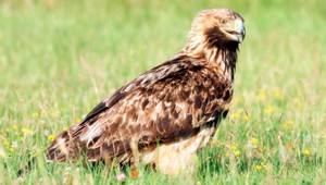 Orlica Anička sa vrátila, z Afriky sa presunula do Tatier