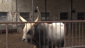 Dostali sme maďarský poklad, ktorý si roky strážili