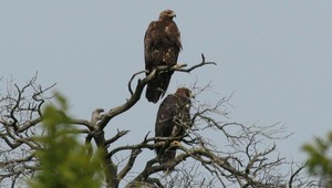 Stačilo pár minút a mláďa orla skalného by neprežilo. Ochrancovia zastavili robotníkov pri pílení