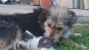 VIDEO: Pes a mačka - nemusí to byť naháňačka