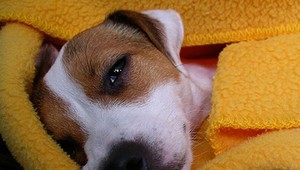 Pes, dedič miliardárky, sa musel vysťahovať