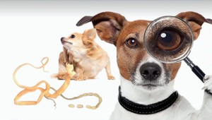 Psia blcha na človeka neskočí. Veterinár z Miláčikova vyvrátil podobné mýty