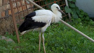 Unikátna záchrana bociana. V novej rodine má bazén a delikátnu stravu