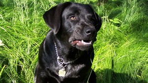 Hľadá sa slepecký pes Hugo! Zmizol v Demänovskej doline