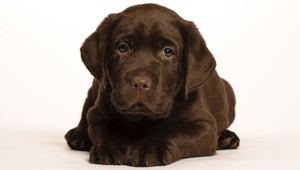 Nemeckí policajti zadržali zverolekára. V kufri našli 42 šteniat