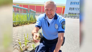 Netradičná záchranná akcia policajtov: Ich pomoc potrebovala kačacia rodinka