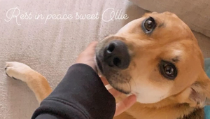 Doručovateľ potravín zastrelil známej herečke psa na jej pozemku!