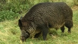 Kto odškodní farmárov? Úrodu im ničí lesná zver