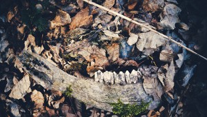 Mohol vo Francúzsku napadnúť a zabiť ľudí brutálne silný praveký predátor?