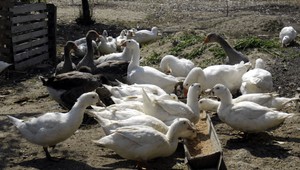 Chýba vám kosačka alebo strážny pes? Suchovská žltá hus zvládne oboje