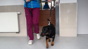 Psík Dion sa zotavuje z nehody, potrebuje už iba milujúcu rodinu