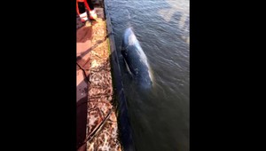 Nezvyčajný úkaz v Temži. Za posledný mesiac v rieke uhynuli už dve veľryby