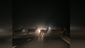 Obrovská črieda divej zveri zablokovala cestu. Čo robiť v takom prípade?