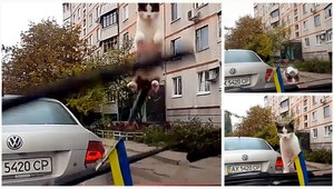 VIDEO. Mačka + stierače = lietajúca mačka