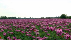 Chcete sa odfotiť v maku siatom? Len s povolením farmára