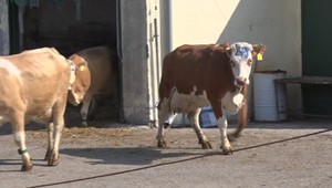 Po slintačke Q horúčka? V Prievidzi testujú dobytok, ľudia sú zatiaľ bez príznakov