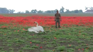 Ochranári začali riešiť problém nadrogovaných labutí. Odviezli ich na odvykačku