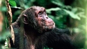 TEST: Ste chytrejší ako šimpanz? Prevetrajte svoje vedomosti z ríše zvierat!