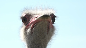 Pštrosia farma na Záhorí prosperuje už 12 rokov. Jej pštrosy sa skôr tešia zo snehu, ako z leta