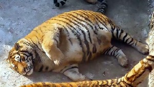 Vláčia brucho pri zemi a ledva sa hýbu. Tak vyzerajú najtučnejšie tigre na svete