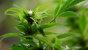 To, že Cannabidiol nemá súvis so závislosťou, je jasné všetkým. S výnimkou Slovenska