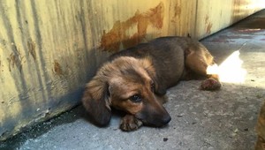 Toto dokáže zvieraťu urobiť naozaj iba zviera. Žiaľ, reč nie je o žiadnom predátorovi, ale o človeku