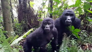 Zvedavé gorily si prišli pozrieť fotografa, samec mu šliapol na nohu