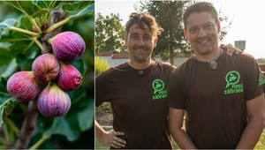 Pestujete figu, ale plody vám na nej nedozrievajú? Prekvapí vás, čo je hlavnou príčinou!