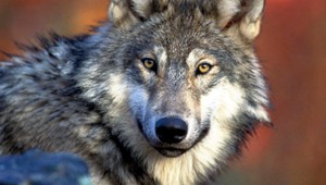 Na východe našli zastrelené a zohavené zviera. Podľa veterinára môže ísť o vlka