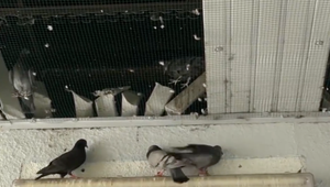 Na urgentnom príjme v košickej nemocnici bojujú s holubmi. Trus obťažuje personál aj pacientov