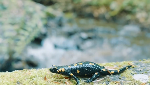 VIDEO: Slovenskí filmári pripravujú dokument o ukrajinských pralesoch