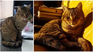 Nevideli ste tohto kocúra? Podľa majiteľa ho uniesol sused