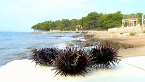 Morský ježko je výborná delikatesa, pôsobí ako afrodiziakum