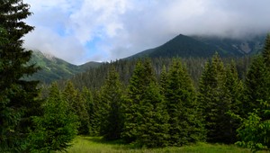 Rozkrádanie štátnych lesov: Opozícia upozorňuje na podozrivé obchody a pochybných ľudí zo známych káuz
