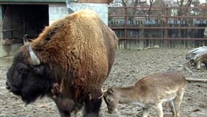 Matúš bol po kolízii s autom osamelý. Lekár mu našiel frajerku