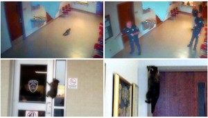 Votrelec na policajnej stanici. Cez strechu prepadol medvedík čistotný