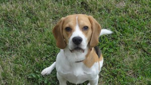 Auto zrazilo psíka, zľakol sa a ušiel! Môže byť ranený