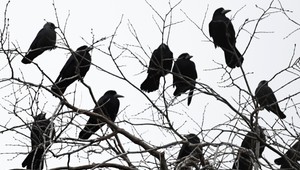 Chránený havran sa uhniezdil na sídlisku. Ľudia sa sťažujú na škrekot a trus