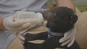 Záchrana v poslednej chvíli: Z rúk pašerákov sa podarilo vyslobodiť 17 malých medvieďat