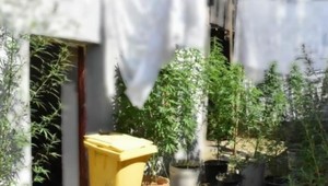 Konope vraj pestoval pre vlastnú potrebu. Policajti zaistili 14 kusov rastlín