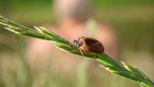 Desia vás kliešte? Poradíme vám účinný repelent, ktorý s týmto škodcom zatočí