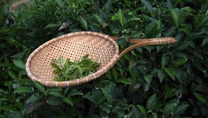 Takto sa vyrábajú špeciálne čaje na idylickej farme v Kanade