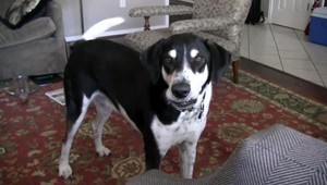 VIDEO. Keď pes chce mačiatko, takto vyjednáva...