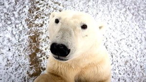 Selfie polárneho medveďa. Fotografovi sa nehanbil zapózovať