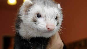 Chlapčekovi fretka odhryzla 7 prstov, rodičom hrozí basa!